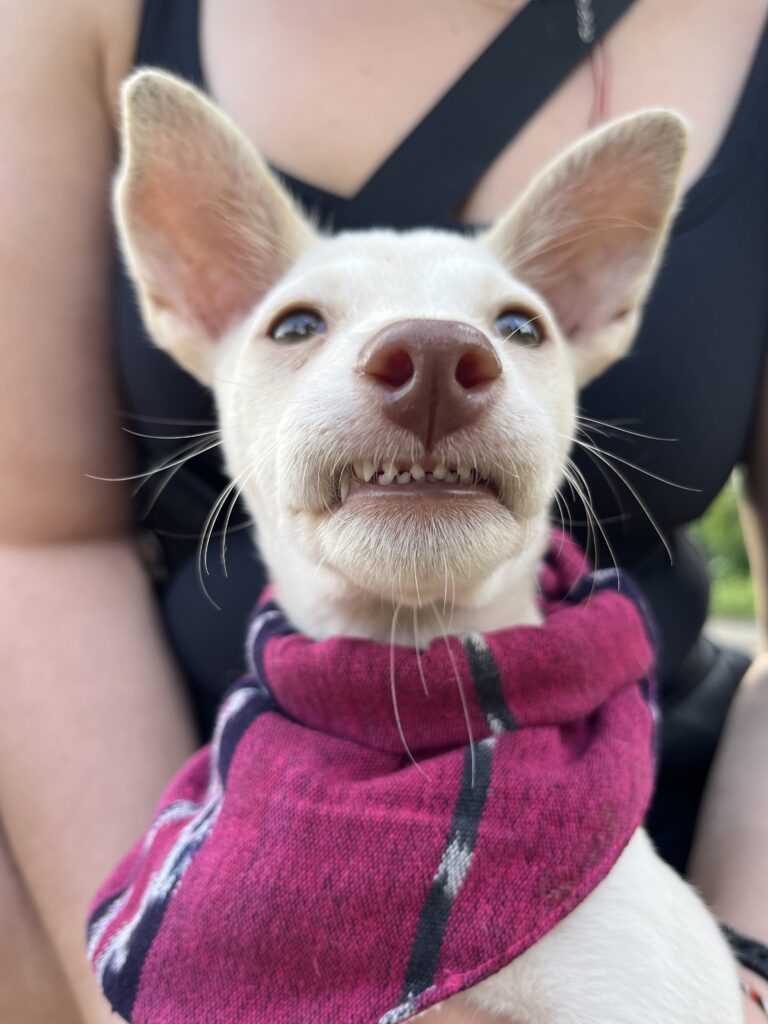 Mochi